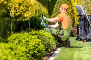 Keeping Lawns Perfect Year-Round with Alpha Lawn Mowing Services